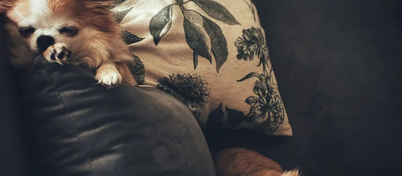 Kedi & Köpek Kuaförü